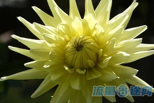 QQ怎么领大王卡(大王卡怎么领svip)2