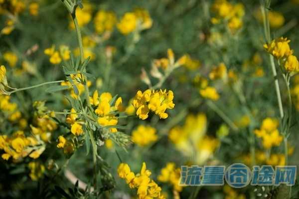 手机卡的ip地址是跟随归属地的吗（手机卡的ip地址是固定的吗