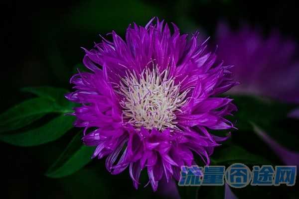 无限流量卡叫停（无限流量卡叫停怎么办理）