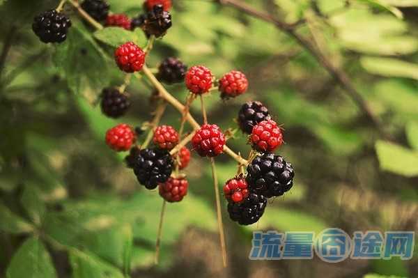 虚拟运营商哪个公司好(虚拟运营商哪家最大)1