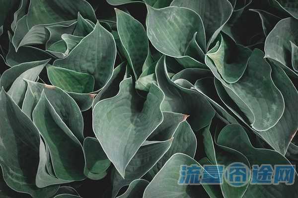 8元180g是真的吗(0元40g)2