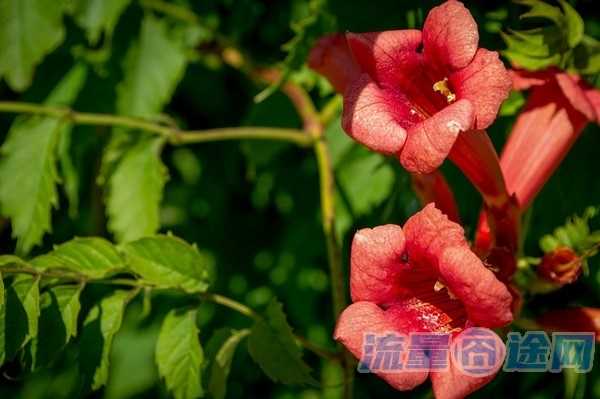 手机在学校没有流量怎么办（在学校流量用不了的原因）2