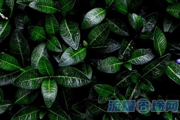 现在无线流量卡有么（流量卡有无限量的吗）