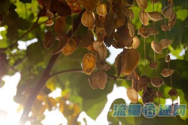 电话卡购买平台（电话卡购买平台有哪些）