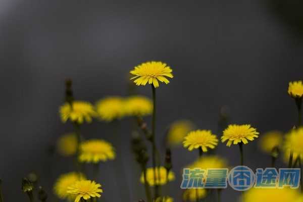 千万别订抖音定向流量（抖音卖的流量卡是真的吗）2