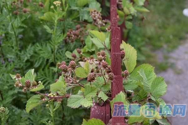 不限速不限流量的正规卡(不限速无限流量的正规卡)1