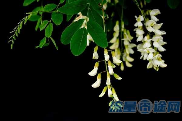 小米流量卡39元套餐(小米流量卡39元套餐怎么取消)2