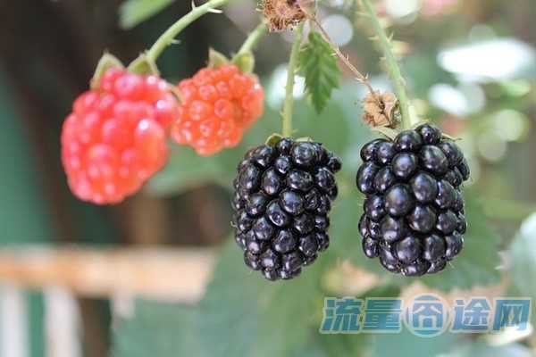 有没有不记名的流量卡(有没有不计流量的卡)2