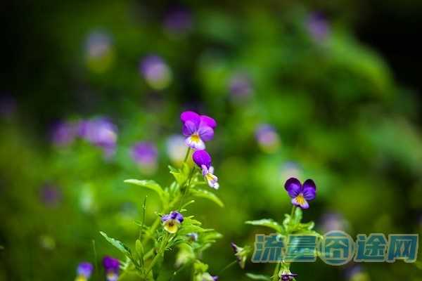 一般家庭宽带用多少兆为最佳（为什么不建议装100兆宽带）