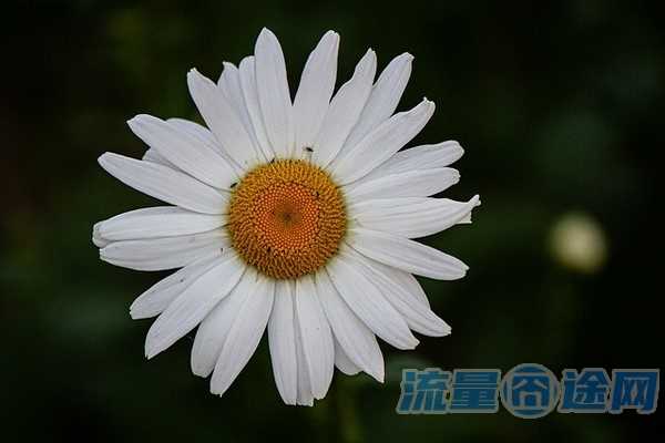 月500g流量骗局（一个月流量500元）
