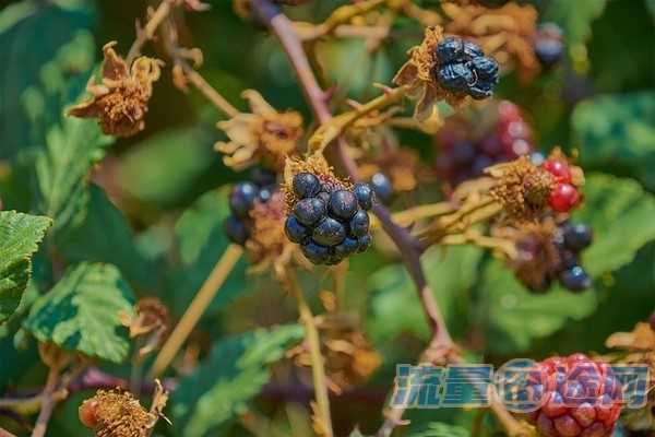 流量囧途文章-丰镇有没有流量卡套餐（丰镇有没有流量卡套餐的地