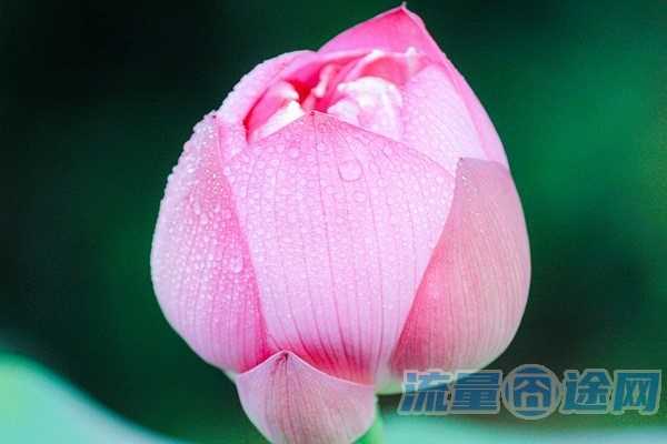 信号强的流量多的卡有哪些(流量信号最好的的手机排行榜)2