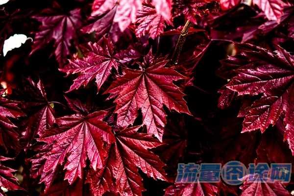 有什么便宜流量多的卡吗（有什么便宜流量多的卡吗移动）2