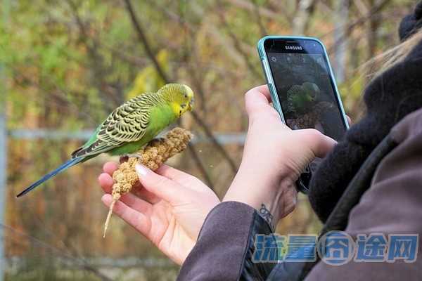 流量囧途文章-移动卡可以转流量吗（移动手机卡可以转成流量卡吗