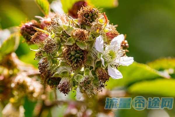 从哪买流量多的卡好点实惠（哪里买流量卡便宜好用）2